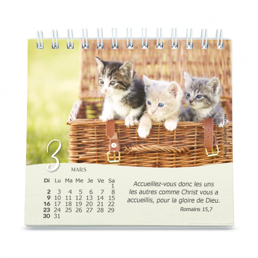 Calendrier - Les chats (petit format)