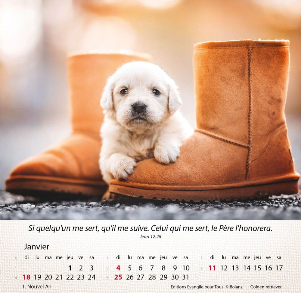 Calendrier - Chiens - Merveilles de la création