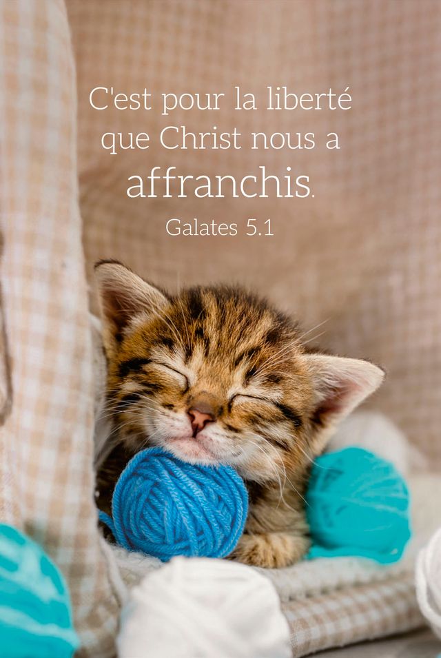 Calendrier carte - chat