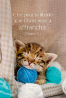 Calendrier carte - chat