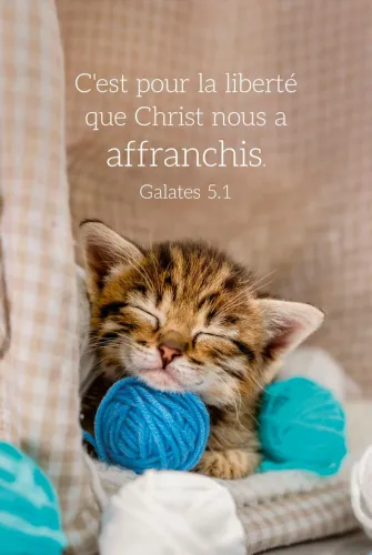 Calendrier carte - chat