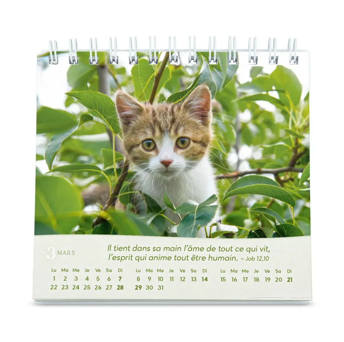 Calendrier - Les chats (petit format)