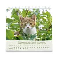 Calendrier - Les chats (petit format)