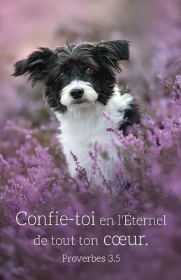 Calendrier carte - chat