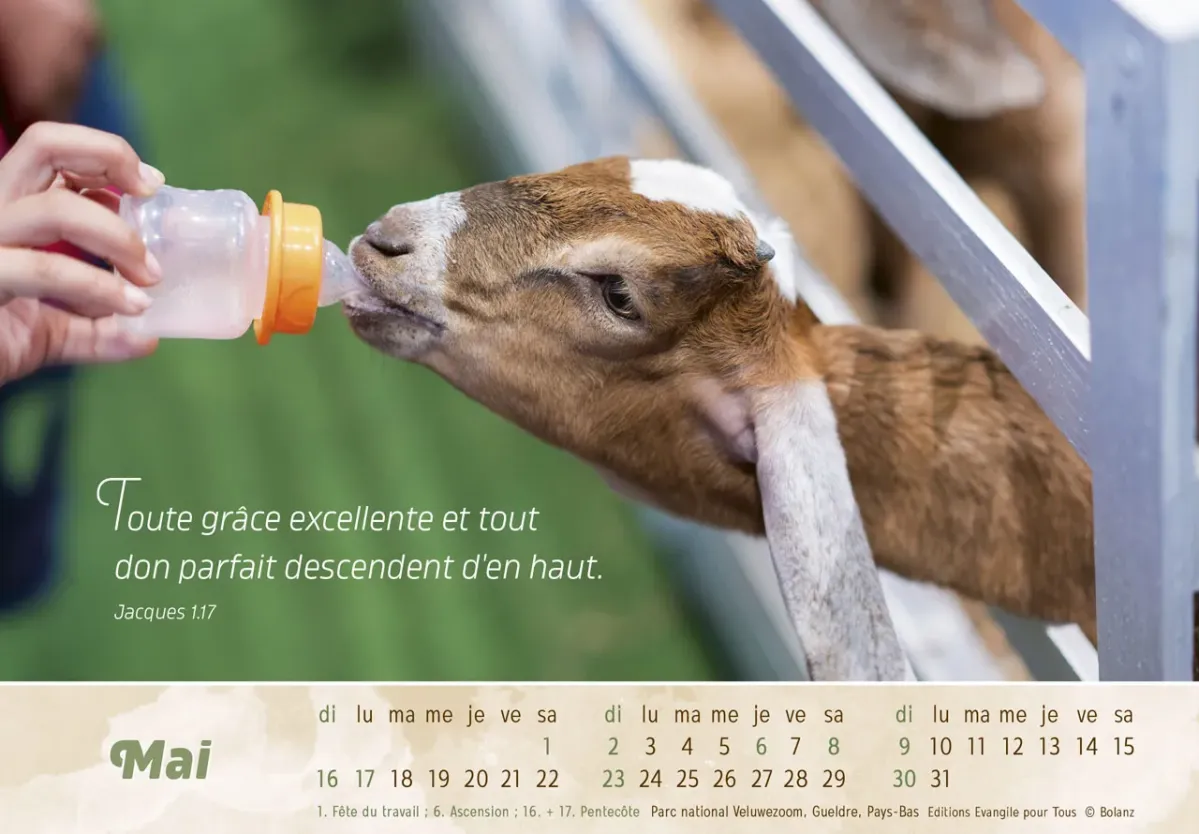 Calendrier - Le bon berger